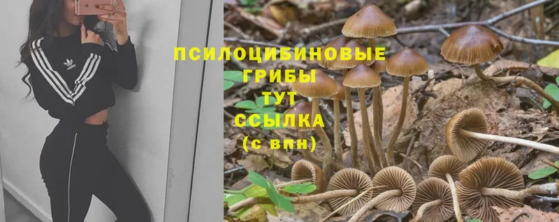 Псилоцибиновые грибы GOLDEN TEACHER Аргун